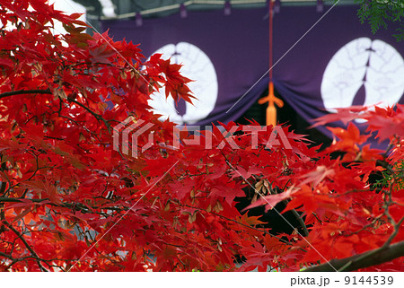 京都　光明寺の紅葉 9144539