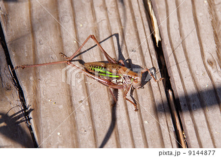 キリギリス 9144877