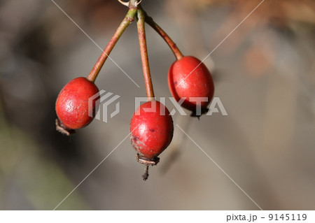 野バラの実 野バラの実 9145119