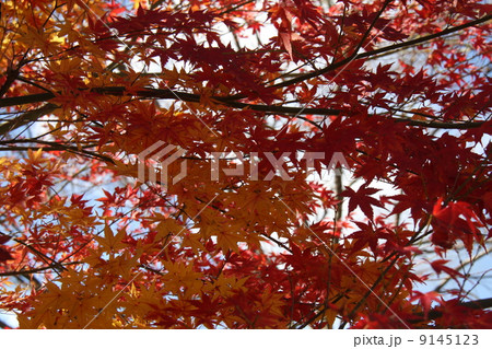 紅葉 紅葉 9145123