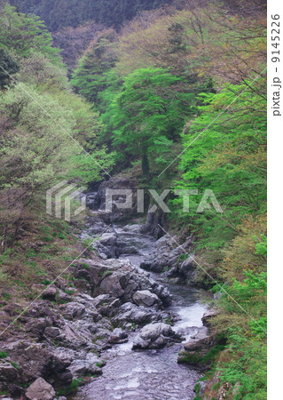 新緑の秋川 9145226