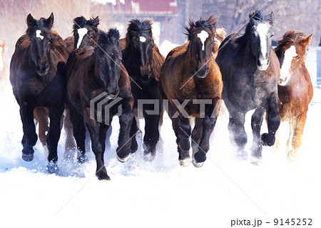 北海道の雪原を駆ける 9145252