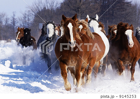 北海道の雪原を駆ける 9145253