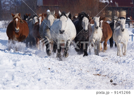 北海道の雪原を駆ける 9145266