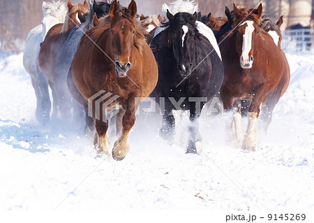 北海道の雪原を駆ける 9145269