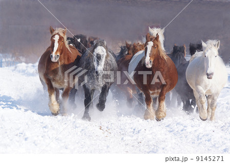 北海道の雪原を駆ける 9145271