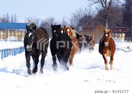 北海道の雪原を駆ける 9145277