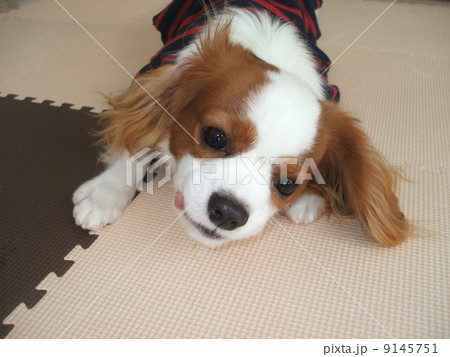 キャバリア 9145751