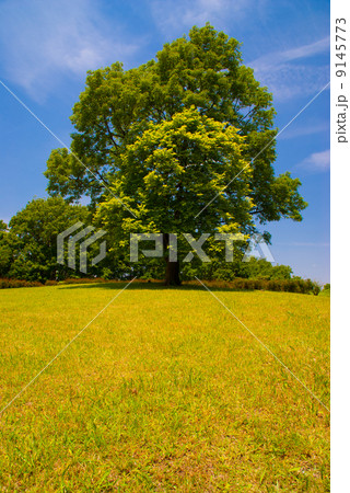 公園の景色 公園の景色 9145773