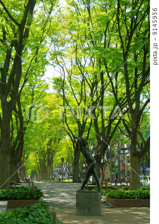 仙台定禅寺通り 9145956