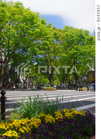 仙台定禅寺通り 9145957