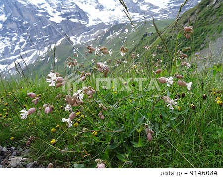スイスアルプスの花を訪ねて　天上の花畑アルメントフーベル 9146084