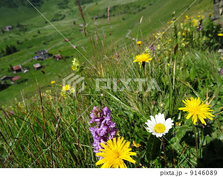 スイスアルプスの花を訪ねて　天上の花畑アルメントフーベル 9146089