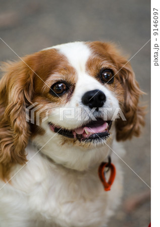 キングキャバリアチャールス 9146097