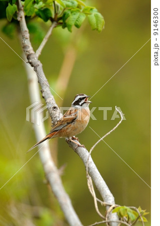 ホオジロ 9146300