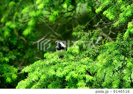 ヒガラ ヒガラ 9146516