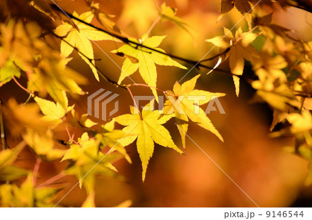 もみじのクローズアップ もみじのクローズアップ 9146544