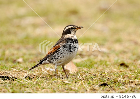 ツグミ ツグミ 9146736