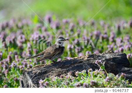 ツグミ ツグミ 9146737