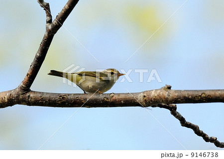 センダイムシクイ 9146738