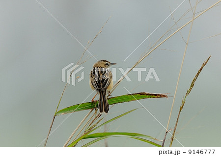 セッカ セッカ 9146777