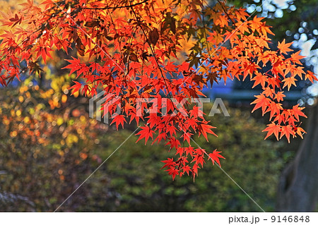 烏山弁天池特別保護区 紅葉 (東京の名湧水57選) HDR写真 烏山弁天池特別保護区 紅葉 (東京の名湧水57選) HDR写真 9146848