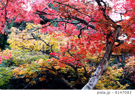 紅葉谷公園の紅葉 9147083