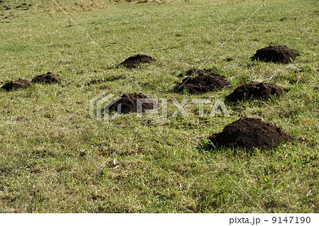 モグラの巣 9147190