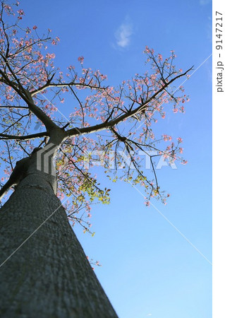 トックリキワタ 9147217