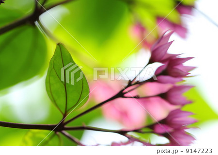 花と葉っぱ 花と葉っぱ 9147223
