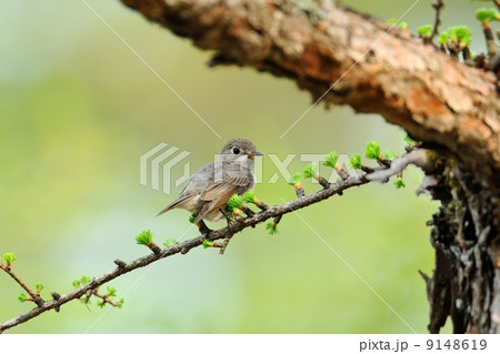 コサメビタキ 9148619