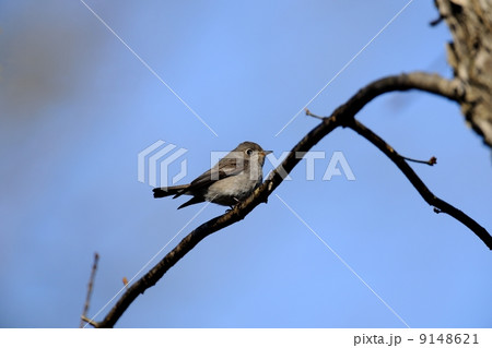 コサメビタキ コサメビタキ 9148621