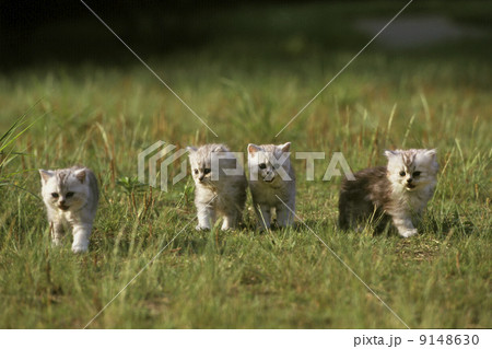 野原で遊ぶ、４匹の兄弟姉妹猫。 9148630