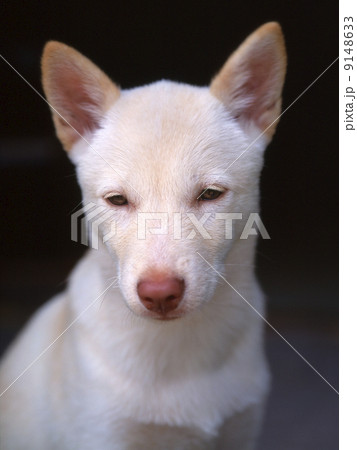 想う白い子犬 の写真素材