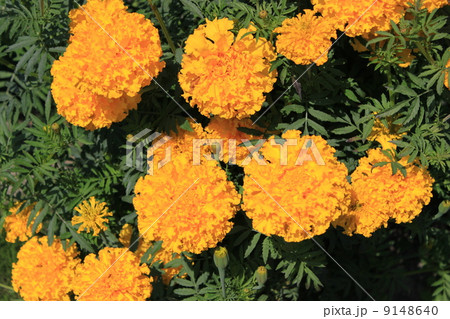 アフリカンマリーゴールド アフリカンマリーゴールド 9148640