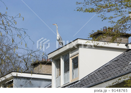 Heron on a dormer (Baarn, the Netherlands) 9148765