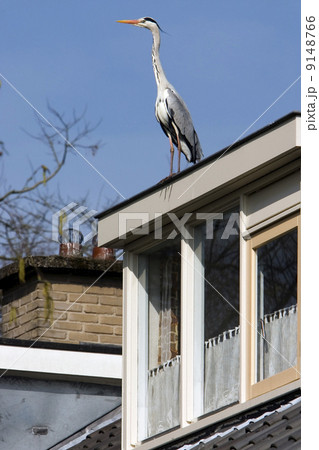 Heron on a dormer (Baarn, the Netherlands) Heron on a dormer (Baarn, the Netherlands) 9148766