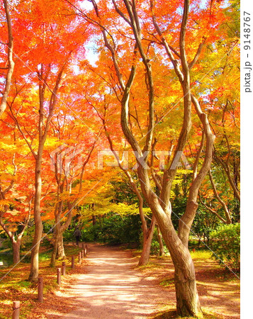 京都府立植物園の紅葉 9148767
