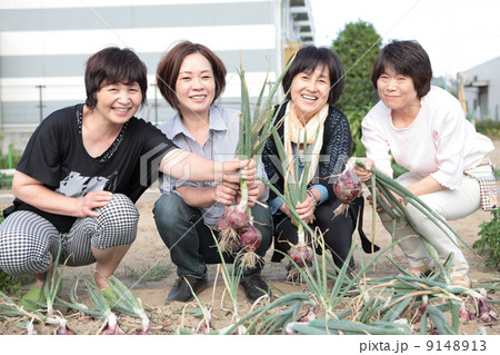 玉ねぎを収穫するシニア女性達 玉ねぎを収穫するシニア女性達 9148913