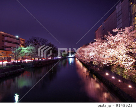 京都・岡崎疏水の夜桜 9148922