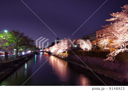 京都・岡崎疏水の夜桜 9148923