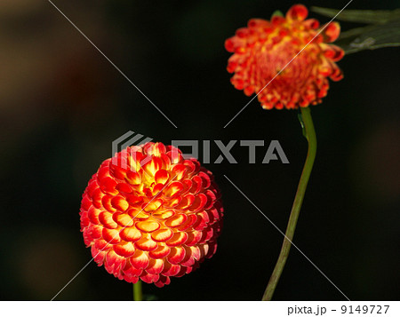 リズモアサンセット赤とクリーム色の花 9149727