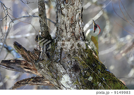 アオゲラ 9149983
