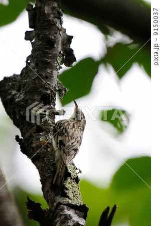 キバシリ 9150037