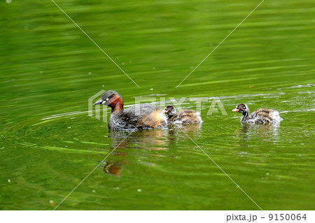 カイツブリ 9150064