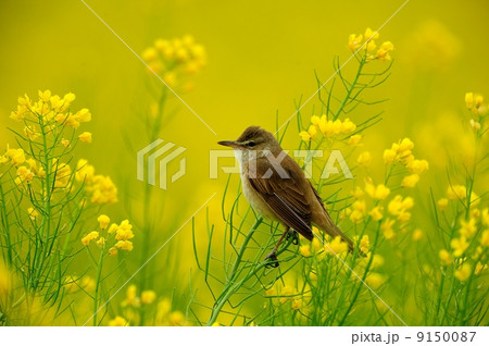 オオヨシキリ 9150087