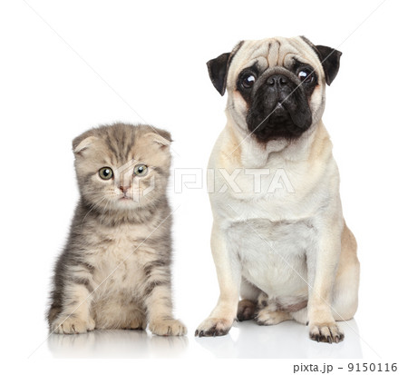 Dog and kitten 9150116