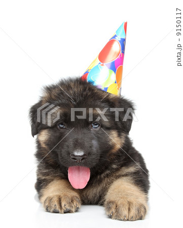 German shepherd puppy in party cone German shepherd puppy in party cone 9150117