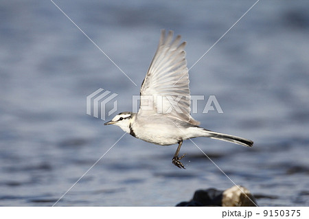 ハクセキレイ 9150375