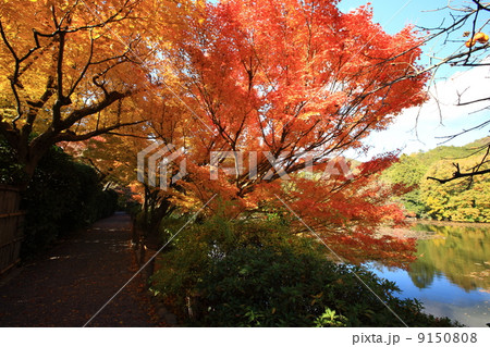 龍安寺の紅葉 9150808